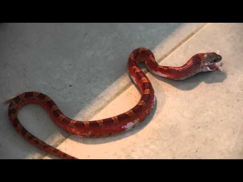 YouTube reptile video