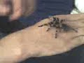 Vogelspinne meines Bruders (brachypelma smithi)