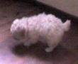 Caniche video