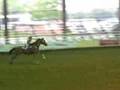 videos de My horsey and I
