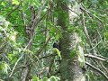 Woodpecker seen at Algonquin Provincial Park