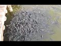 Catfish Frenzy at the Lobster Shanty Catfish Frenzy at the Lobster Shanty