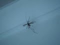 Spider Eats a Crane Fly