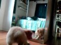 soba discovers a mirror