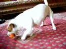 poldo-jack russel poldo-jack russel