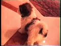 Shih-tzu puppy