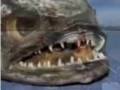 northern snakehead fish in louisiana?