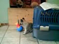 Iliana - Crate Training