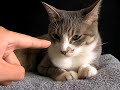 気持ちよさそうな顔をしてる癒されネコのサムネイル