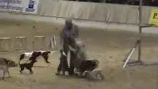 Cães adestrados
