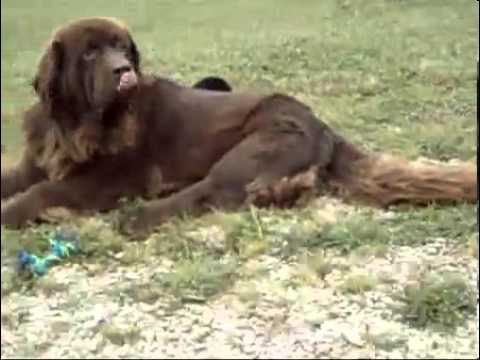AKC OFA CH Newfoundland Puppies-Family Raised