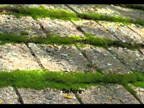 how to kill lichen fungus