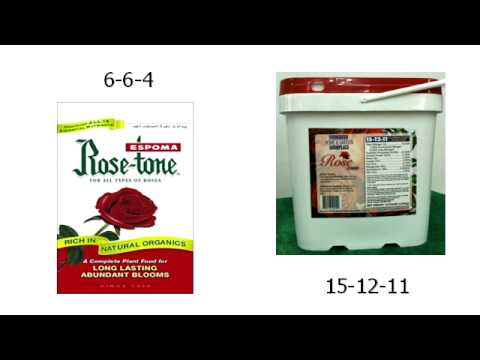 how to fertilize double knockout roses