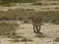 Animals of Africa, Namibia