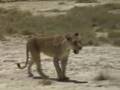 Animals of Africa, Namibia