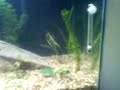 Aquario Plantado 200 litros, depois de um mes as plantas bombando!!! 