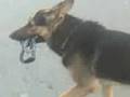 dressage chien