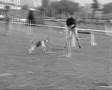 Beagle ´s Agility Loving