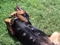 Big Dee Sleeping