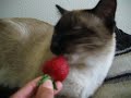 Bhlue My Siamese Cat Savoring a Strawberry
