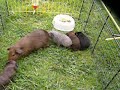 Our Gunea Pigs 1 week and 6 days old Our Gunea Pigs 1 week and 6 days old