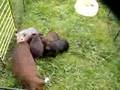 Our Gunea Pigs 1 week and 6 days old