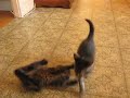 une bataille de chatons