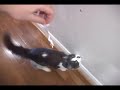 Sandwich, the amazing jumping cat Sandwich, the amazing jumping cat