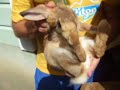 Rabbit Raising, Breeding and Reproduction