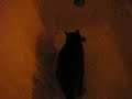 Kitty in the bath