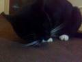 videos de When Tom Finally Ate Jerry In Real Life