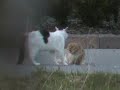 Catfight