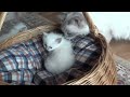 Click here to watch this video Chatons de Neele 3 fin www.anouchat.ch