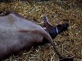 The Miracle of Birth: Pickles the Cow