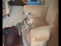 Tabby Being Silly