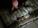uchi-does-his-tricks.html