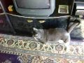 videos de It is my Tishka  friend and cat