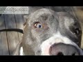 amor pit bull