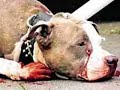 amor pit bull