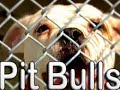 amor pit bull