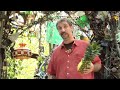 Improv Monologue Project # 40 FEATURING: Asaf Ronen FROM: YESand.com (Austin, TX) PROP: Pineapple LOCATION:Cathedral of Junk, Austin, TX . Distributed by Tubemogul.