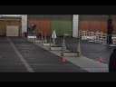 Elu at flyball practice.