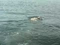 Swimming Puppy Dog Fetches A Bottle (Again) Swimming Puppy Dog Fetches A Bottle (Again)