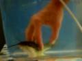 PESCE E GATTO