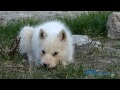 Greenland Dog