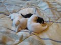 Kitten TV, second season (disc one) Kitten TV, second season (disc one)