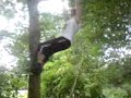 Human Monkey? Human Monkey?