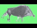 CINGHIALE DI ALTAMURA.wmv