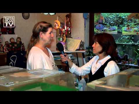 Igel - Was soll man machen, wenn einem jetzt ein kleiner Igel über den Weg läuft? Weiterziehen lassen oder mitnehmen? Die Igel-Expertin Regine Weber von Pro-Igel e....