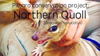 Northern Quoll project #quollpatrol